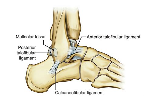 ankle joint talocrural joint earths lab