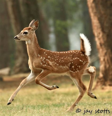 Pin on Олень | Deer photography, Cute animals, Pretty animals