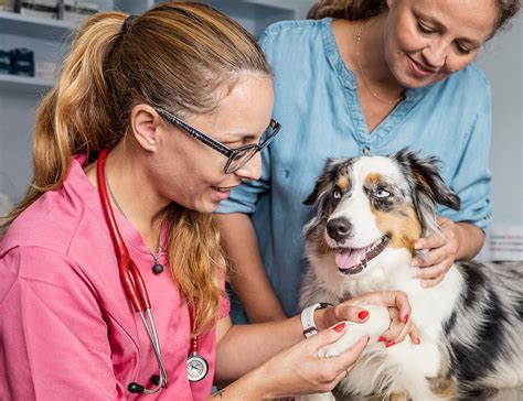 Veterinarian - VetStrategy