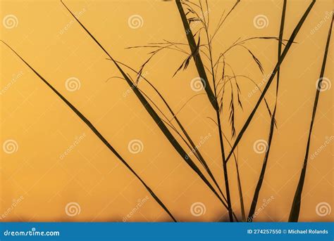 Sawgrass Sunset Silhouette stock photo. Image of landscape - 274257550