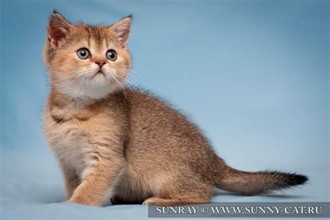 Тикированный табби окрас - картинки и фото koshka.top