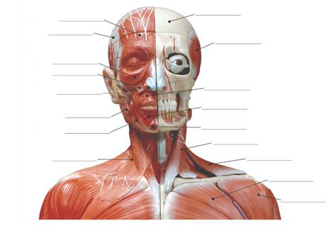 face  neck diagram quizlet