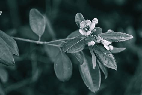 Red Withering Rose at Daytime · Free Stock Photo