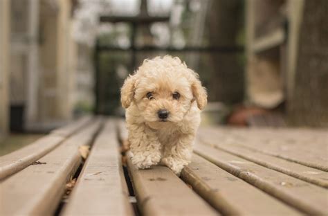 Мальтіпу: Гібридна Порода, Характер, та її Особливості - About Dogs