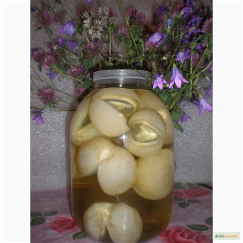 Продам гриб веселка, купить гриб веселка, Киев — Agro-Ukraine