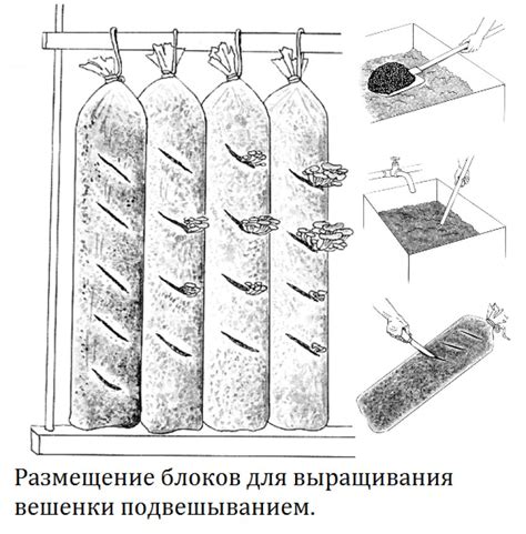 Выращивание вешенки в теплице: можно ли вырастить своими руками в ...