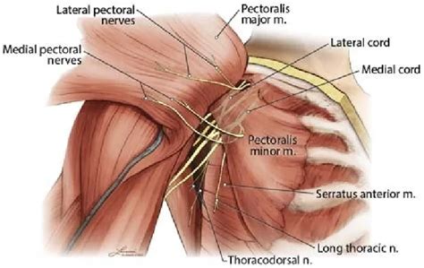 Deep Tendon Reflexes - A Complete Guide