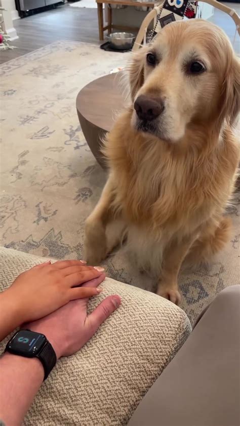 So sweet 💞 Riley the Golden Retriever | By I Love Golden Retrievers