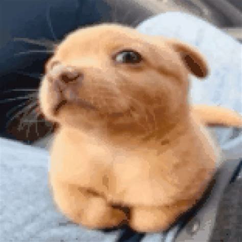 Dog Closed Eyes in Sun