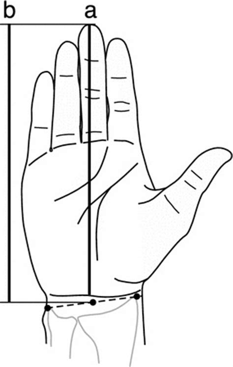 definitions  hand length measurements  hand length   wrist
