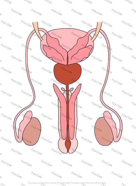 Colorful Male Reproductive System Diagram Reproductive System Male