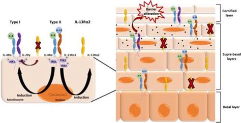 il il  il rgexperimental dermatology  mol