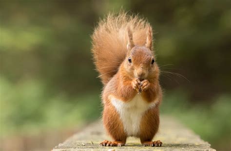 Squirrel Animal Facts - A-Z Animals