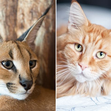 Caracal Pet Never Make A Wild Animal Your Pet | Graaff Reinet