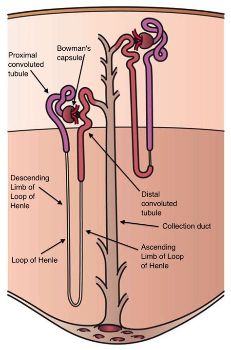 Sodium Homeostasis, a Balance Necessary for Life