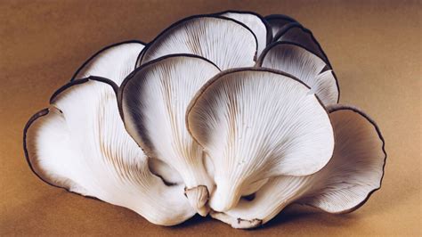 Oyster Mushroom Spawn - Jeevan Mushroom