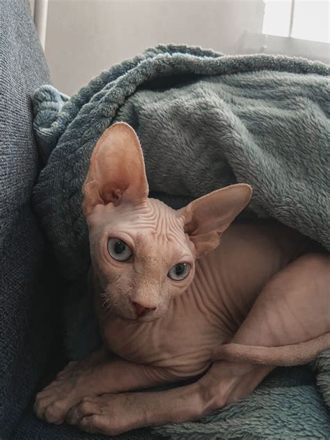 Сфинкс | Котята, Сфинкс, Кошечка
