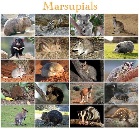 Animals - Marsupials Quiz - By kfastic