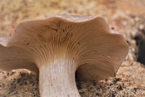 Brown Mushroom at Daytime · Free Stock Photo