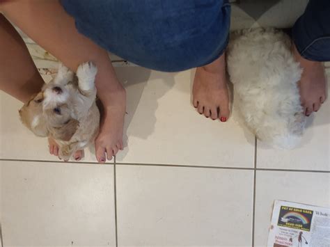Lhasa Apso x Mini Poodle added... - Lhasa Apso x Mini Poodle