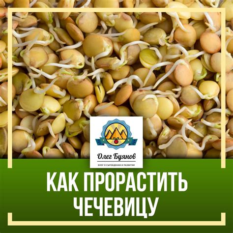 Как прорастить чечевицу Всем привет. Пророщенная чечевица очень полезна ...
