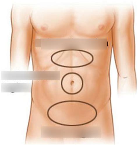 Abdominal regions Diagram | Quizlet