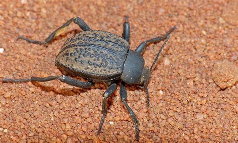 How to Identify and Control Darkling Beetle