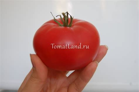 Томат Сахарный бизон: ОТЗЫВЫ (34), фото, урожайность | tomatland.ru
