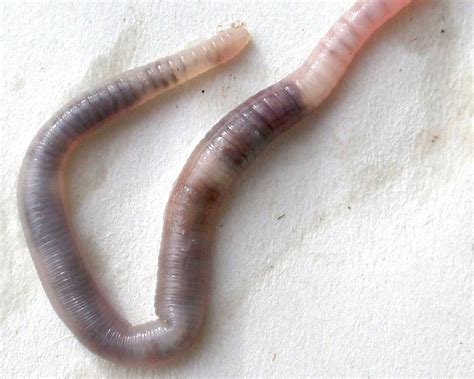 Free Worm Wallpaper download - Animals Town