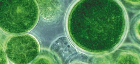 El poder de las microalgas | Pensis