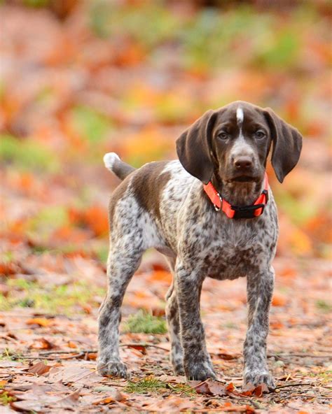What Is A German Short Hair Dog at Peggy Bradley blog