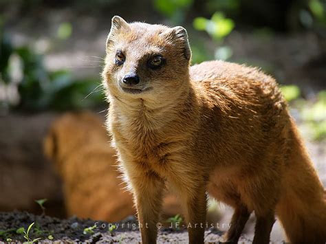 Mongoose in Sunshine by JF-Artistry on DeviantArt