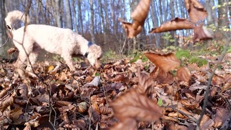 In Almost Every State And Deadly To Dogs - Videos from The Weather Channel