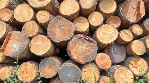 Wood Log Logs - Free photo on Pixabay - Pixabay