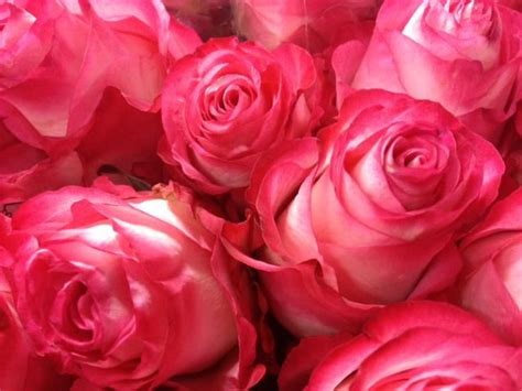25 best Rozen Roses Rose images on Pinterest | Roses, Ecuador and ...