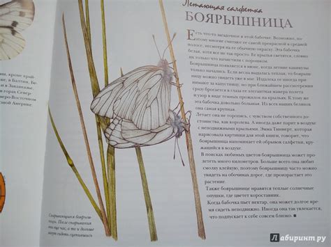 Книга: Моя книга бабочек - Стефан Каста. Купить книгу, читать рецензии ...