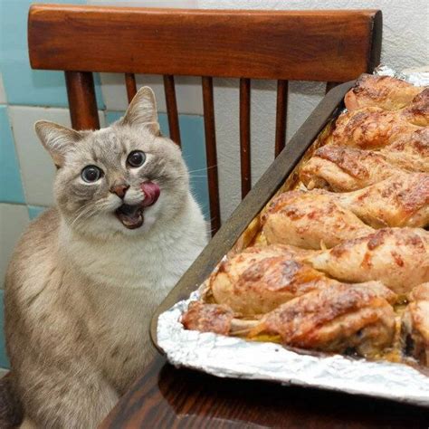 Топ 10 угарных фото котов | Кот, Котята, Топ