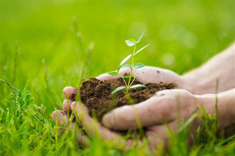 O Que Significa Naturalista - Inteligência Naturalista - Conceito e o que é
