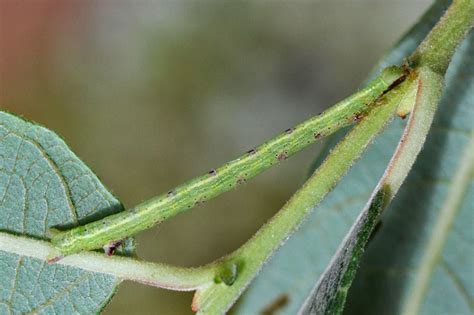 limousin  nature papillons  chenilles cabera exanthemata la