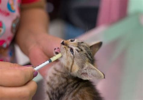 how to know if dewormer is working in cats