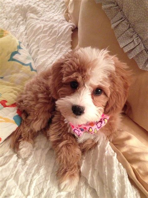 Average Cost Of A Cavapoo Puppy