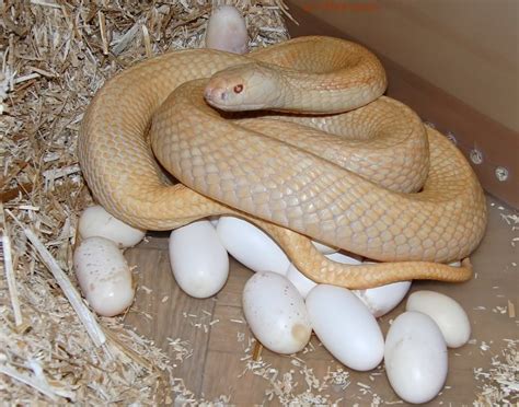 Animais Que Nascem De Ovos - Animais Que Nascem Do Ovo - BINKEDU