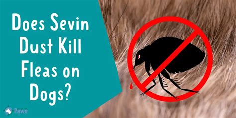 Sevin Dust On Dogs: Safe Flea Killer Or Dangerous Chemical?