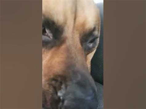 dogiì - YouTube