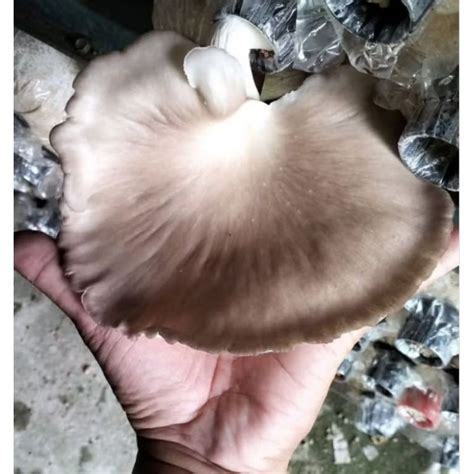 ready stock bongkah cendawan tiram kelabu matang beserta penutup