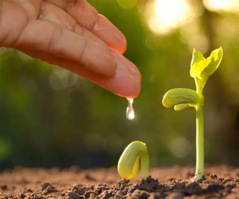 Bio Stimulant Manufacturer, Exporter & Supplier from India