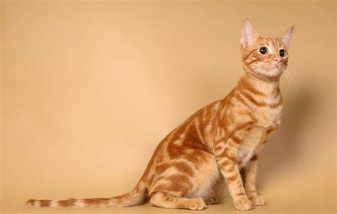 Anatolian Cat - Сat Breed Information, Photo, Care, History - Fello.pet