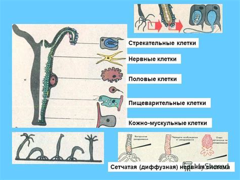 Презентация на тему: "Тип Кишечнополостные Класс Гидроидные Класс ...