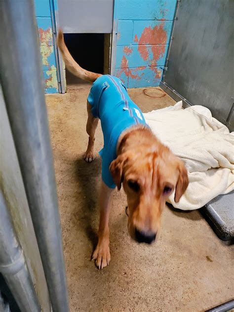 hot springs animal services 6