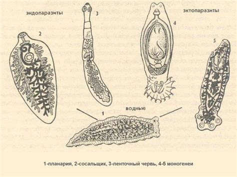 Виды паразитов в организме человека (фото и описание)